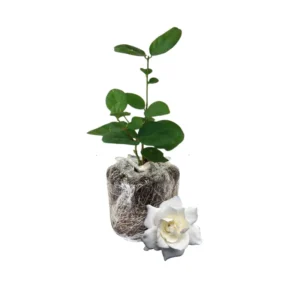 Climbing Jasmine Plant - Live Gardenia Vine, 4-9 Inch, Indoor Outdoor Houseplant