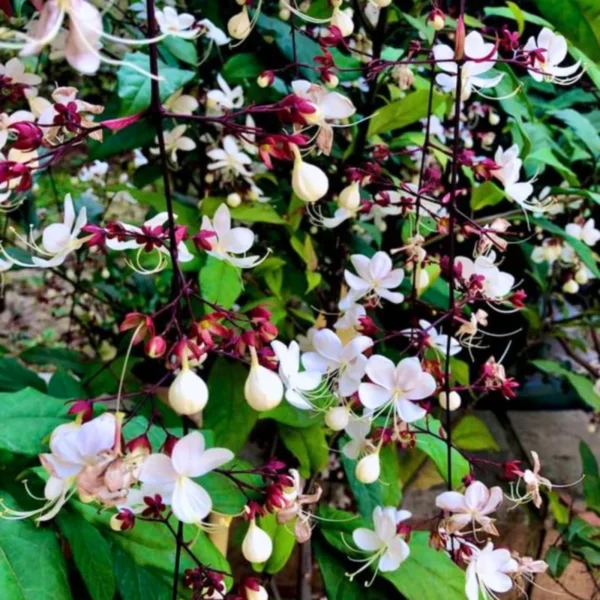 Trailing Light Bulb Flowering Vine Plant - 4-8 Inch - Outdoor Ready