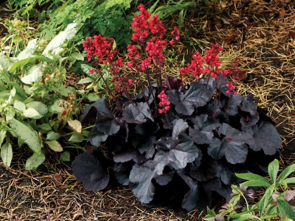 Heuchera bloom