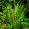 Cinnamon Fern Rhizomes - 5 Count - Ornamental Garden Plant