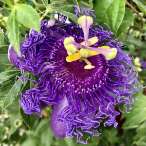 Passiflora Inspiration Plants - Live Vines - Set of 2 - Garden Ready
