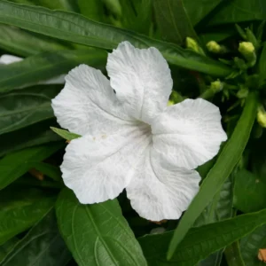Purple Mexican Petunia Plants - Set of 2 - Vibrant Garden Bloom
