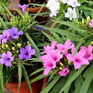 2 Mix Mexican Petunia Plants - Colorful Bloom, Easy Care Flowers