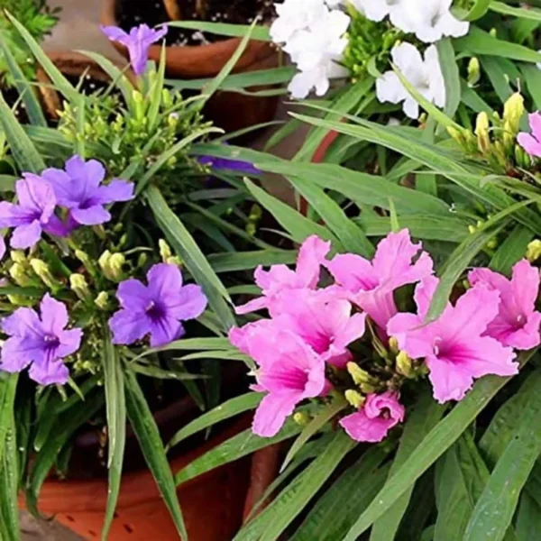 2 Mix Mexican Petunia Plants - Colorful Bloom, Easy Care Flowers