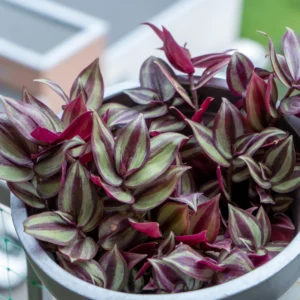 Wandering Jew Plant Tradescantia Zebrina 2 inch Pot Colorful Foliage