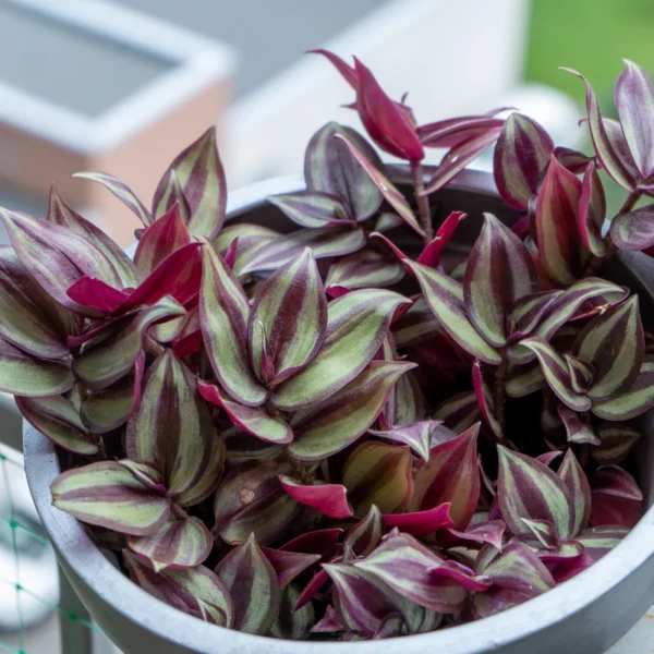 Wandering Jew Plant Tradescantia Zebrina 2 inch Pot Colorful Foliage