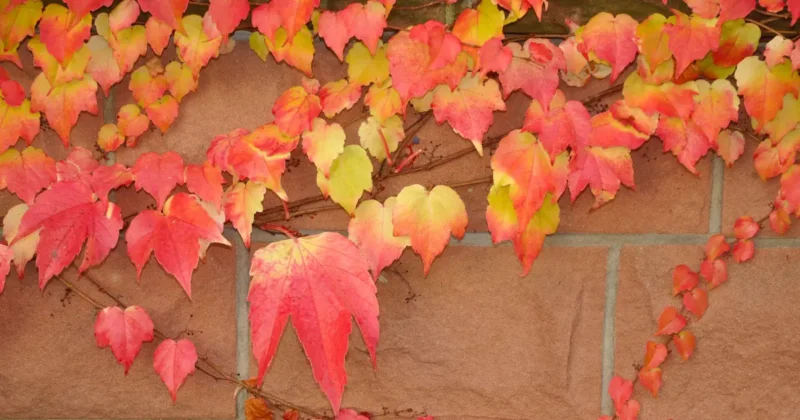 how to grow Virginia creeper