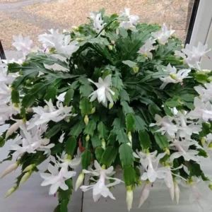 Holiday Cactus Plants - Easter & Christmas Cactus Combo - 4-8 Inch Starter Tree