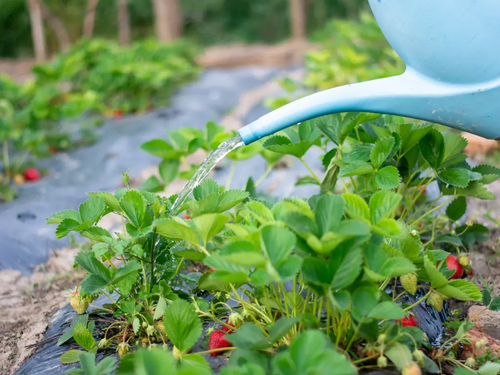 watering Strawberry
