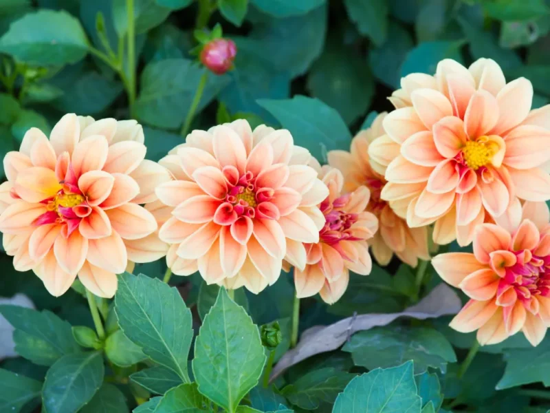Dahlias
