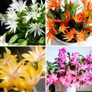 Christmas Cactus Plants Live - 2 Pack - 4-8 Inch Holiday Blooming Indoor Outdoor
