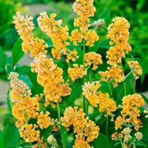 Buddleia Butterfly Bush Live Plant - Vibrant Blooms, Hardy Outdoor Starter Plant