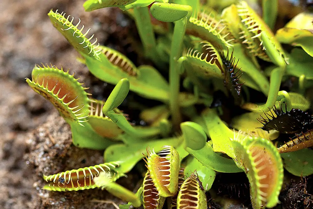 Venus Flytrap Species:
