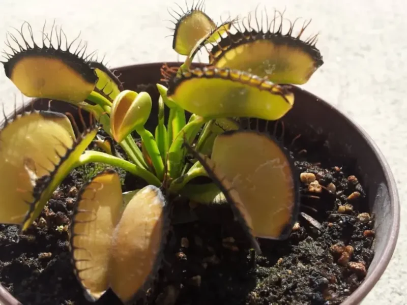 Venus flytrap turning black or brown