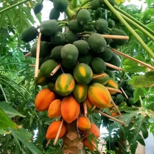 Papaya Tree Live Plant - 5-8 Inch Tropical Fruit Tree for Outdoor Planting