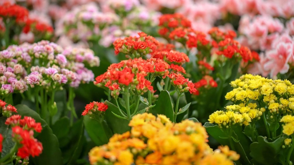 What-to-Plant-in-September-garden-tree-nursery