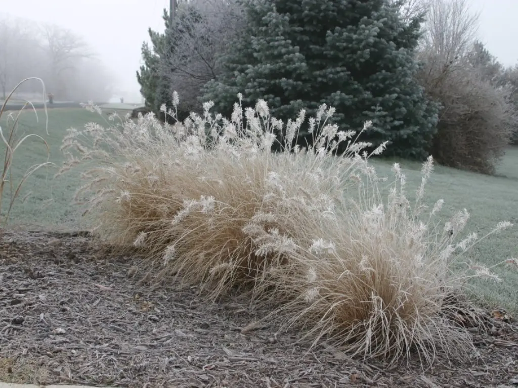 fountain grass in winter