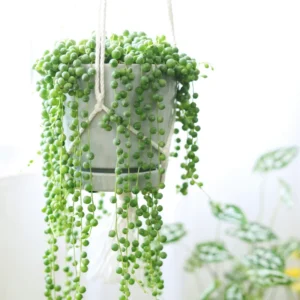 Trailing Succulent Plant Live Indoor Houseplant in Pot - Hanging Vine