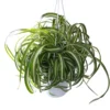 Curly Spider Plant Set - 2 Live Variegated Houseplants 3-5 Inches