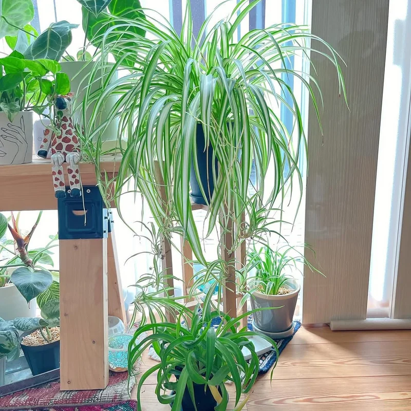 Curly Spider Plant Set - 2 Live Variegated Houseplants 3-5 Inches