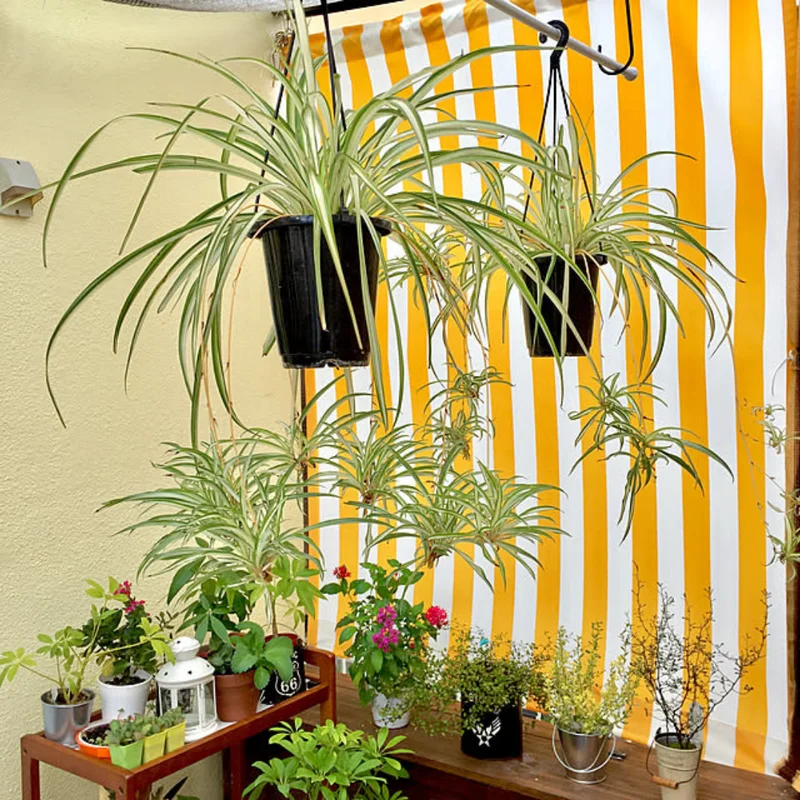 Curly Spider Plant Set - 2 Live Variegated Houseplants 3-5 Inches