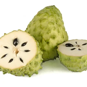 Soursop Plant Live - Guanabana Tree Sapling - 5-8 Inches - Tropical Fruit Tree for Gardening Outdoor