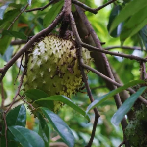 Soursop Plant Live - Guanabana Tree Sapling - 5-8 Inches - Tropical Fruit Tree for Gardening Outdoor
