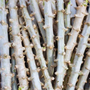 Cassava Plant Cuttings - 5 Live Planting Stalks, 6-8 Inches