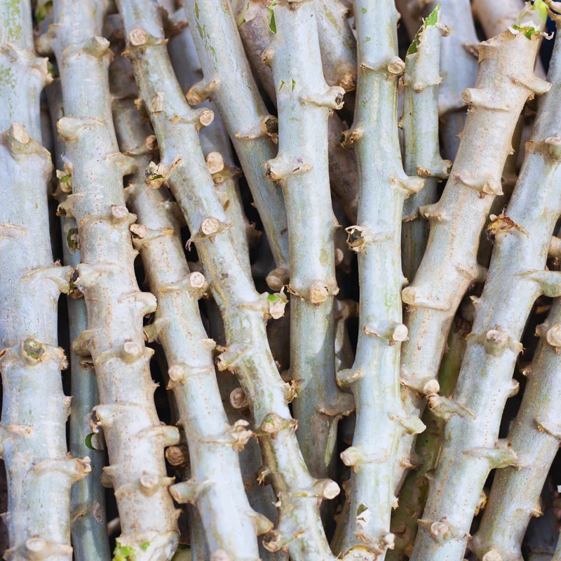 Cassava Plant Cuttings - 5 Live Planting Stalks, 6-8 Inches