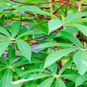 Cassava Plant Cuttings - 5 Live Planting Stalks, 6-8 Inches