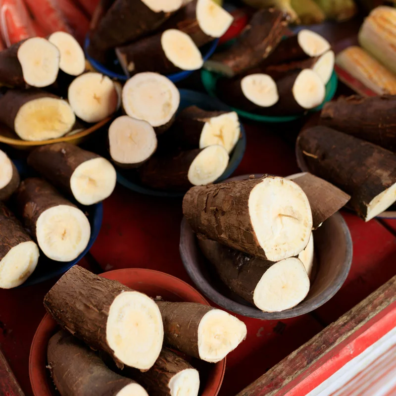 Cassava Plant Cuttings - 5 Live Planting Stalks, 6-8 Inches