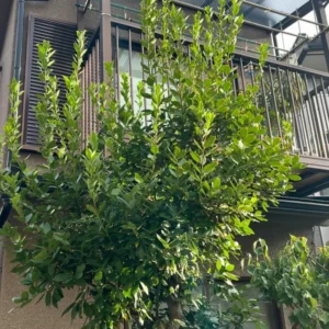 Sweet Bay Leaf Plant Live - Laurus Nobilis Bay Laurel Tree - 4-8 Inches