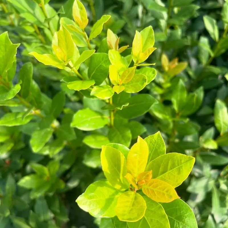 Sweet Bay Leaf Plant Live - Laurus Nobilis Bay Laurel Tree - 4-8 Inches