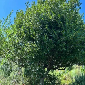 Sweet Bay Leaf Plant Live - Laurus Nobilis Bay Laurel Tree - 4-8 Inches