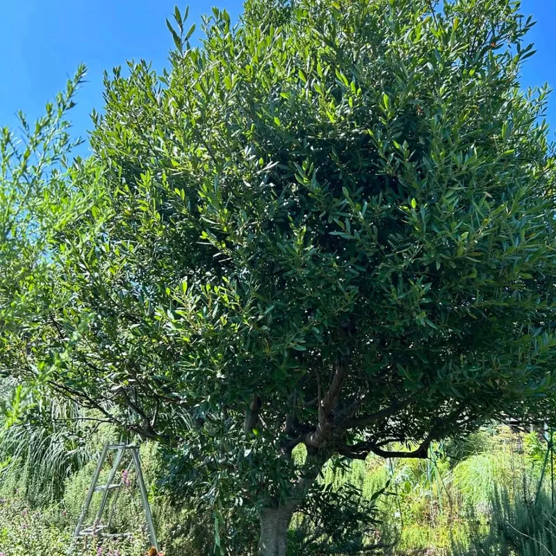 Sweet Bay Leaf Plant Live - Laurus Nobilis Bay Laurel Tree - 4-8 Inches