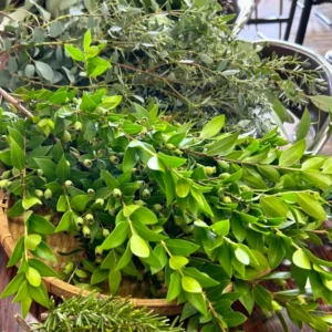 Laurus Nobilis Bay Laurel Tree Live Plant 5-7 Inches Gardening Sweet Bay Leaf