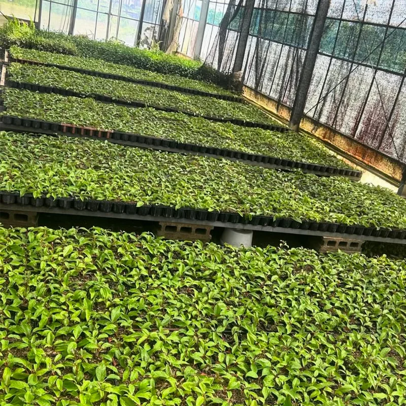 Laurus Nobilis Bay Laurel Tree Live Plant 5-7 Inches Gardening Sweet Bay Leaf