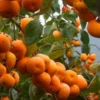 Persimmon Tree Live Plant Cold Hardy 6-12 Inches