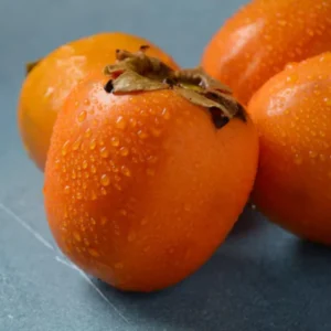 Persimmon Tree Live Plant Cold Hardy 6-12 Inches