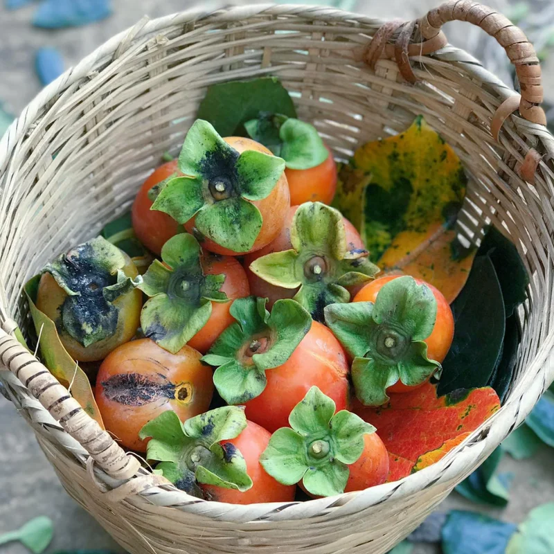 Persimmon Tree Live Plant Cold Hardy 6-12 Inches