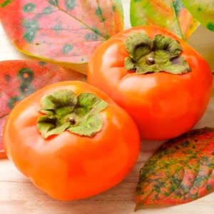 Persimmon Tree Live Plant - Cold Hardy Variety - Quart Pot - 6-10 Inches