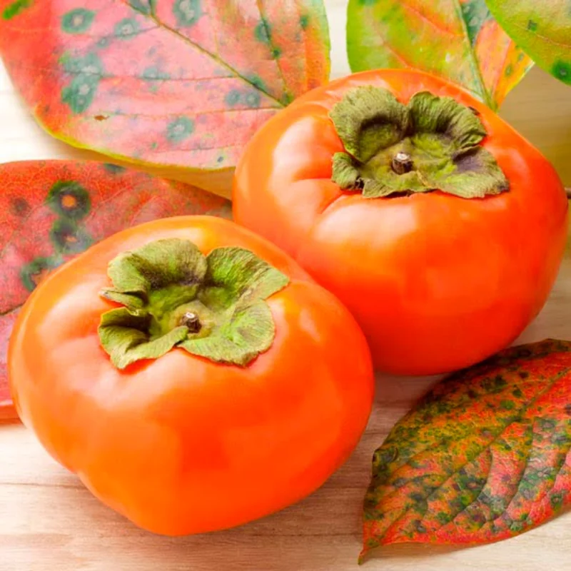 Persimmon Tree Live Plant - Cold Hardy Variety - Quart Pot - 6-10 Inches