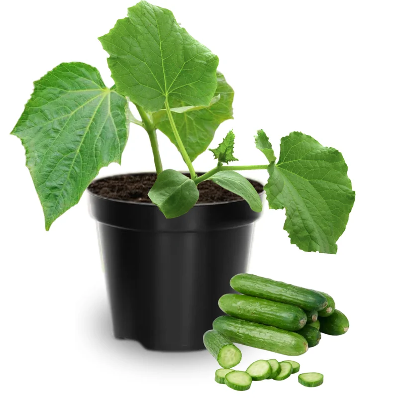 Cucumber Plants Live for Planting - Vegetable Plants - 3-5 Inches Tall