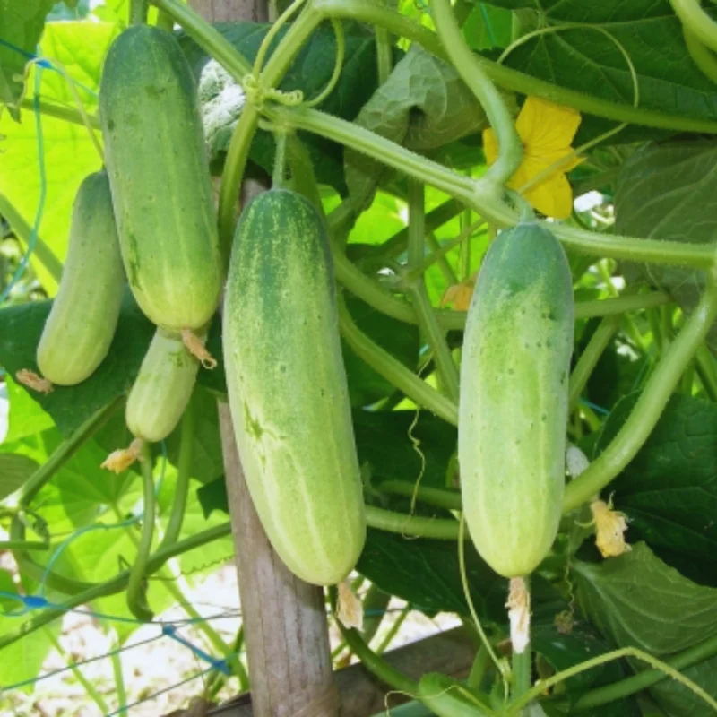 Cucumber Plants Live for Planting - Vegetable Plants - 3-5 Inches Tall