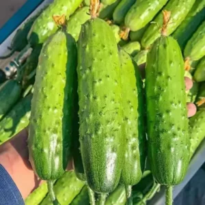 Cucumber Plants Live for Planting - Vegetable Plants - 3-5 Inches Tall