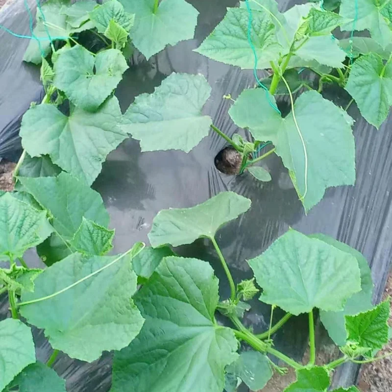 Cucumber Plants Live for Planting - Vegetable Plants - 3-5 Inches Tall