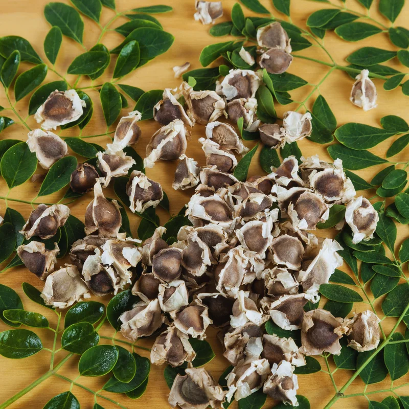 Dwarf Moringa Tree Plant Live - 1 to 2 Feet - Indoor/Outdoor