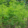 Dwarf Moringa Tree Plant Live - 1 to 2 Feet - Indoor/Outdoor