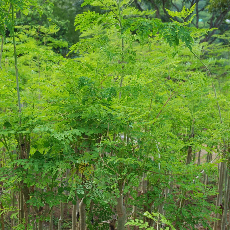 Dwarf Moringa Tree Plant Live - 1 to 2 Feet - Indoor/Outdoor