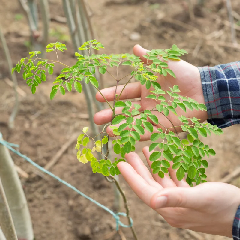 Moringa Plants Live - Dwarf Moringa Trees 6-8 Inches - Gardening Plants